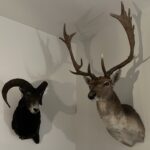Opgezette Black Wildebeest (Gnoe) met stoere hoorns: een statement piece voor je interieur