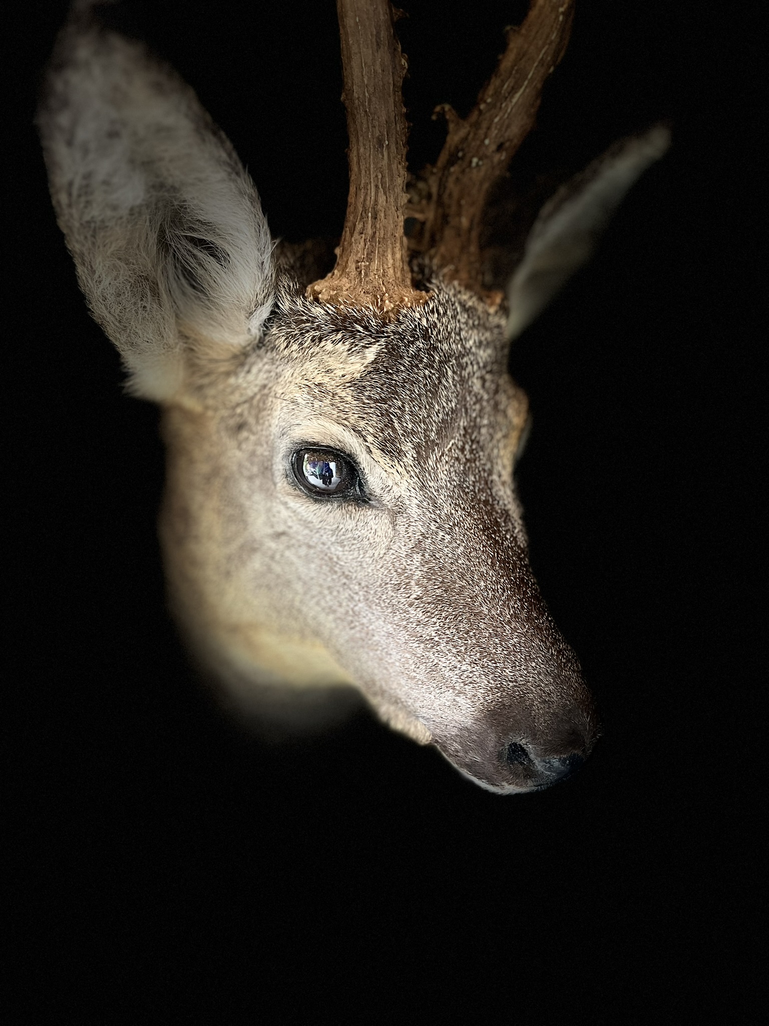 Taxidermy Opgezet reehert