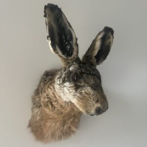 Opgezet kopje van een mooie haas