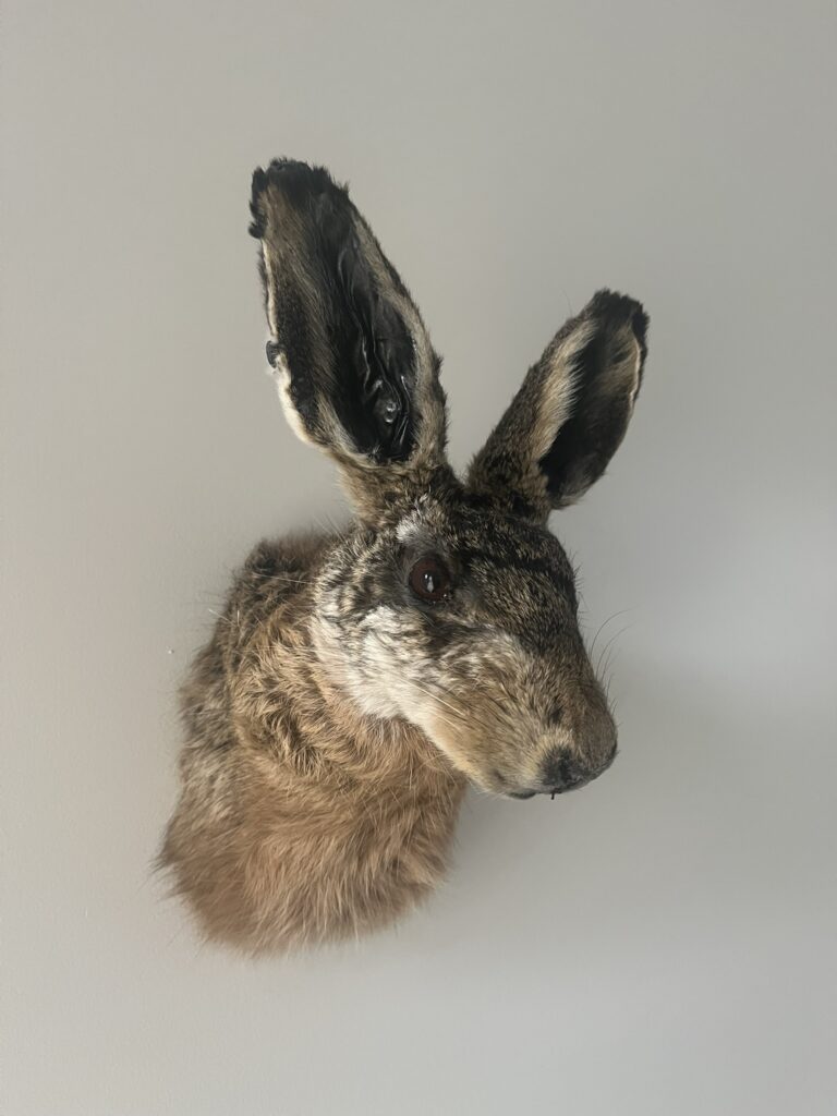Opgezet kopje van een mooie haas