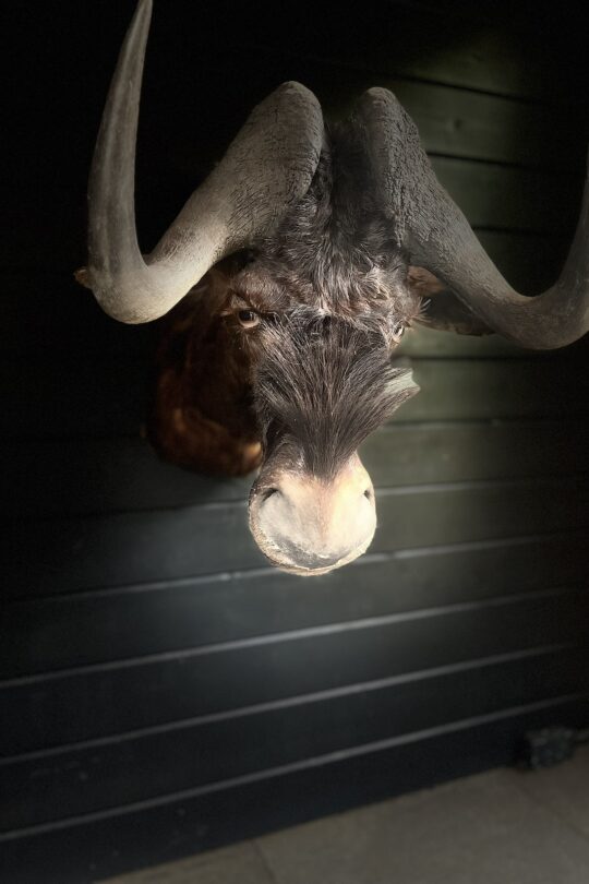 Wildtrends-opgezette-gnoe