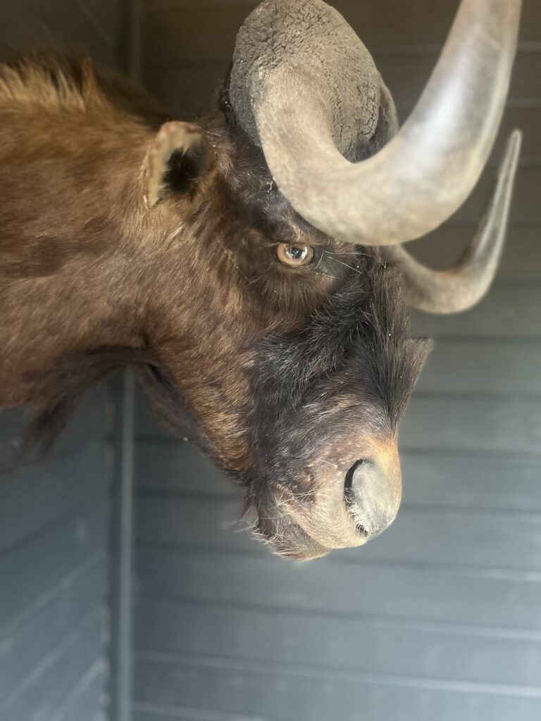 Wildtrends-opgezette-gnoe