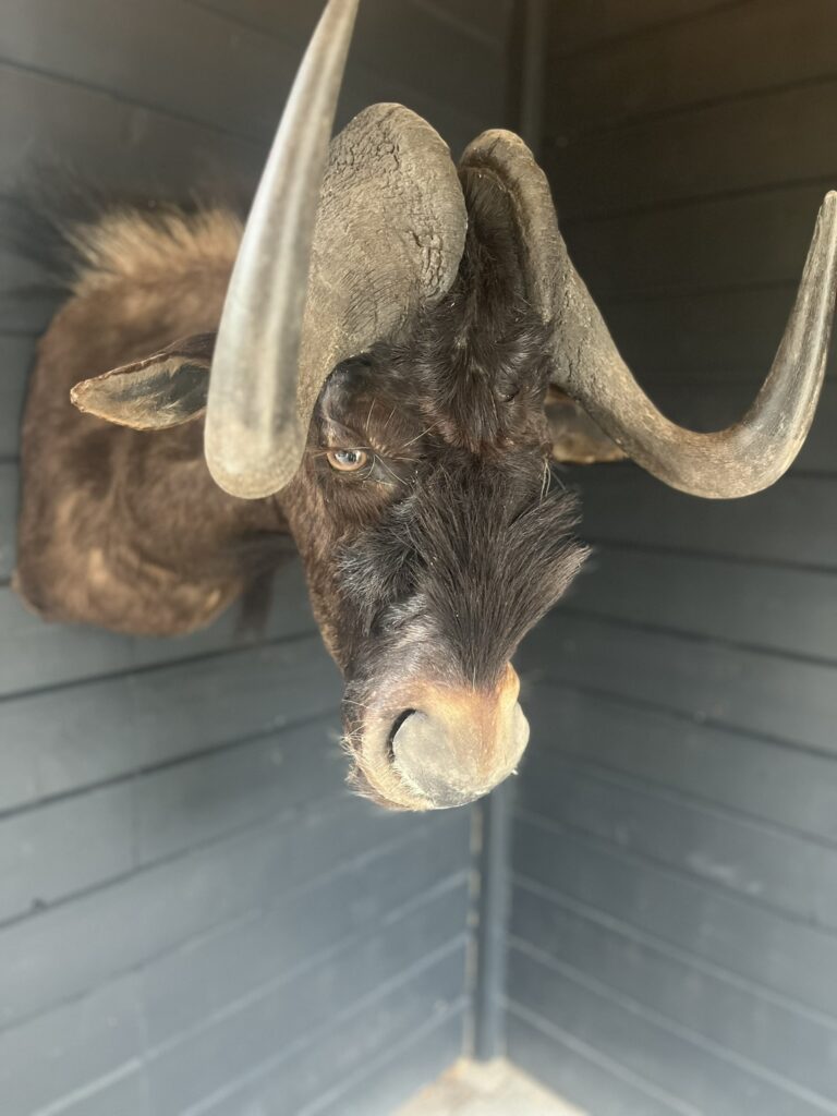 Wildtrends-opgezette-gnoe