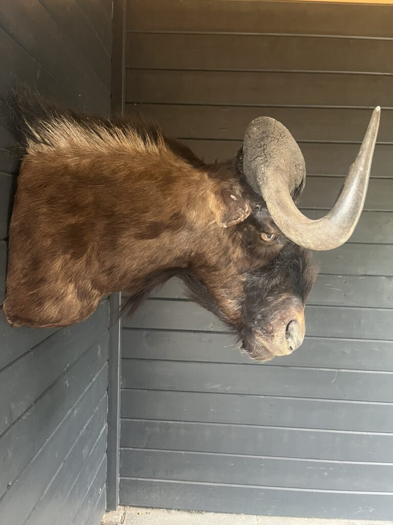 Wildtrends-opgezette-gnoe