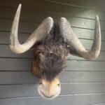 Opgezette dieren aan de muur: welke interieurstijl past hierbij?