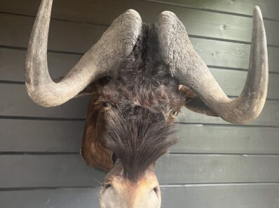 Wildtrends-opgezette-gnoe