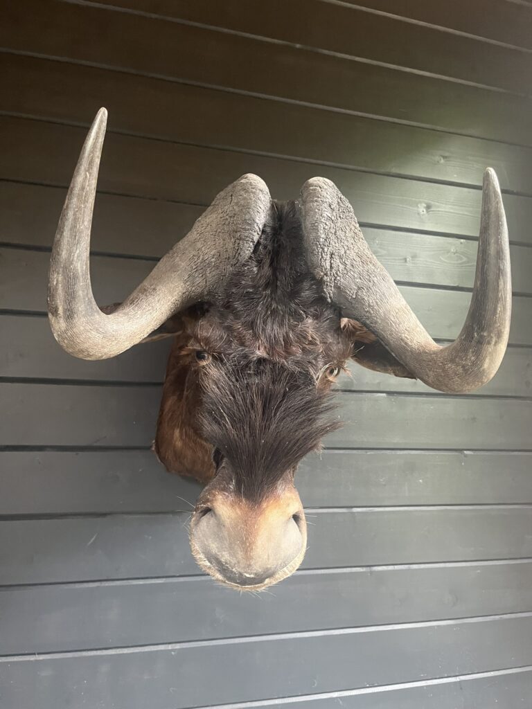 Wildtrends-opgezette-gnoe