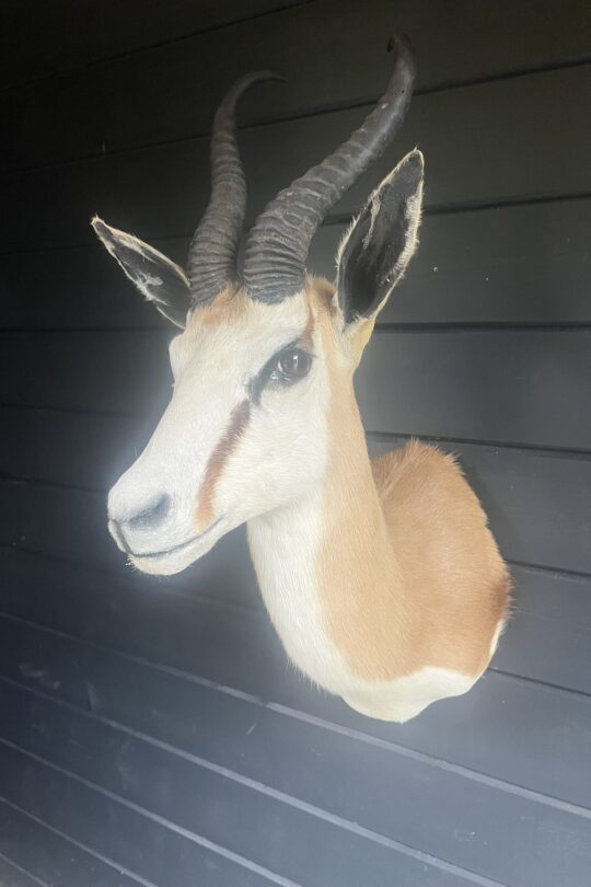 Opgezette springbok hert taxidermie