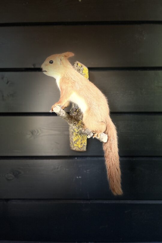 taxidermy opgezette eekhoorn