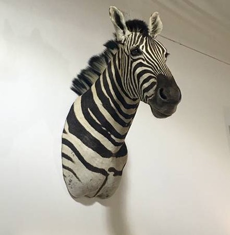 taxidermy-zebra