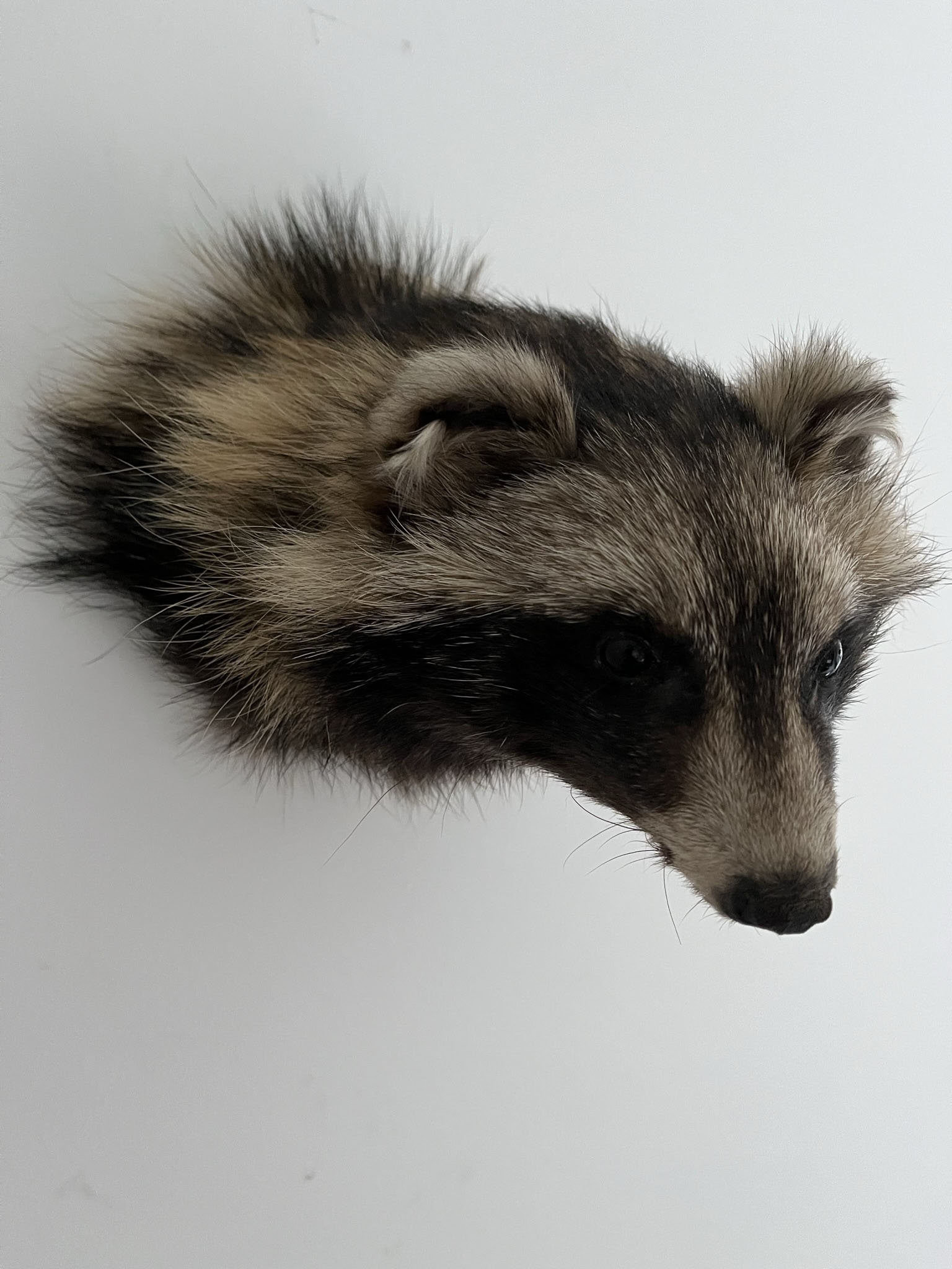 Prachtig opgezet Wasbeer kopje | Taxidermy