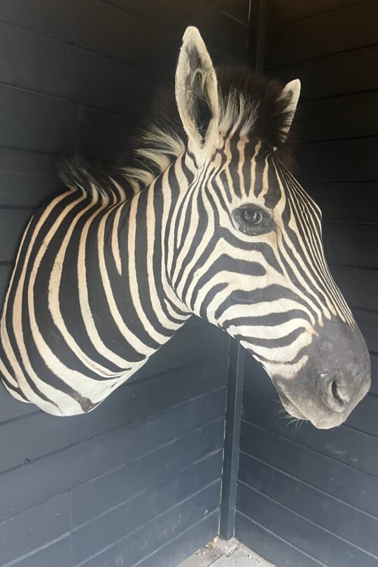opgezette zebra taxidermie