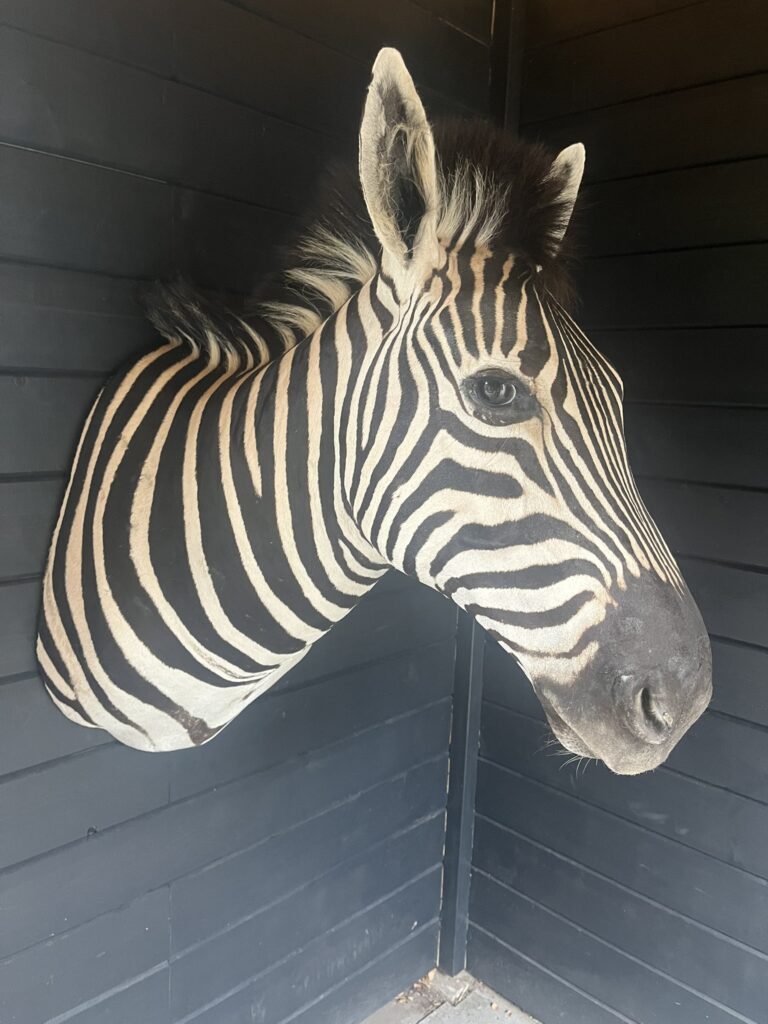 opgezette zebra taxidermie